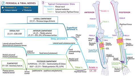 Neuroanatomy Peroneal And Tibial Nerves Advanced Ditki Medical And Biological Sciences