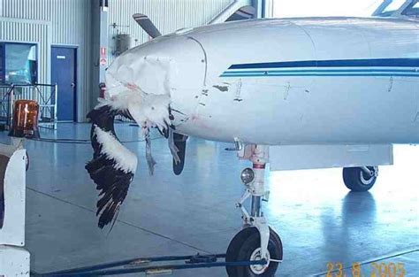 Aircraft Bird Strikes - Gallery | eBaum's World