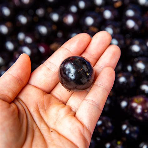 Jabuticaba Trees for Sale – BrighterBlooms.com