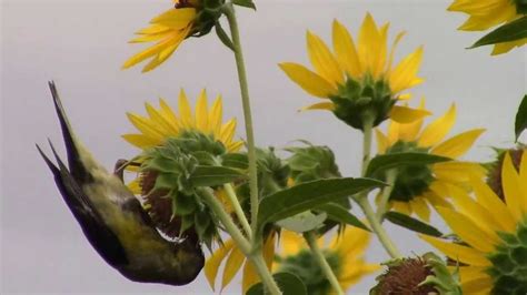 How Do Birds Eat Sunflower Seeds Mandyscharms