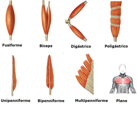 Fisioterapia Sistema Muscular Músculos Generalidades