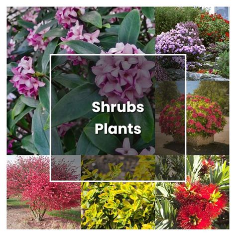 How To Grow Shrubs Plants Plant Care And Tips Norwichgardener