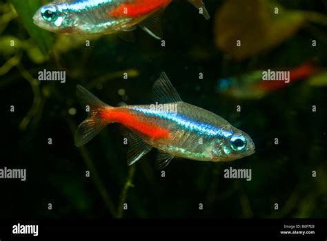 neon tetra 4 Stock Photo - Alamy