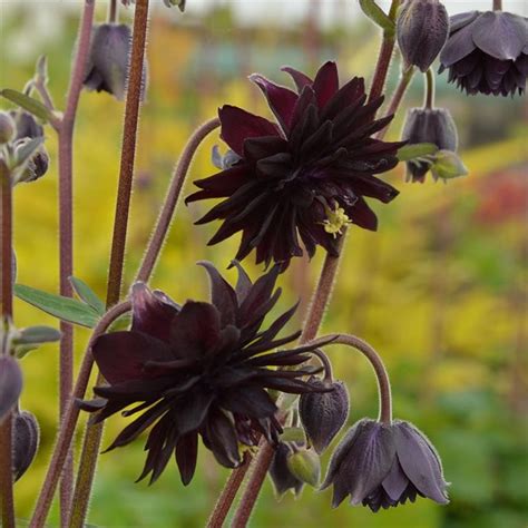 Aquilegia Black Barlow