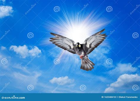 Angel Bird In Heaven Stock Photo Image Of Light Pentecost 163348418