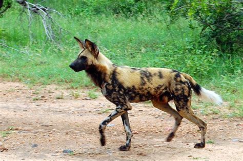 African Lycaon Pictus Dog - Pets