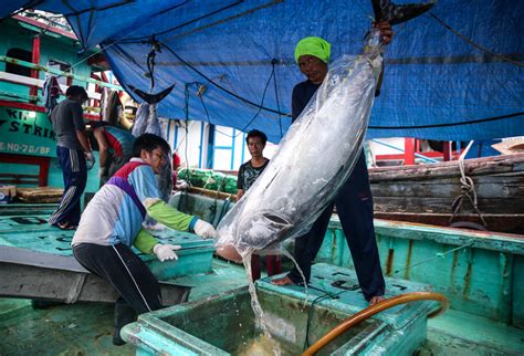 Akhirnya Indonesia Kuasai Pasar Ikan Tuna Terbesar Dunia Tribunjogja