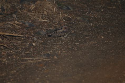 Foto Bacurau Nyctidromus Albicollis Por Wellinton De Souza Wiki