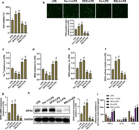 Ferroptosis Mediates Inflammation In LPS Treated BEAS 2B Cells The