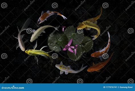 Koi Fish Pond With Lotus Flowers Stock Image Image Of Oriental