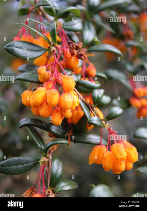 Berberis Flowers In Spring Hi Res Stock Photography And Images Alamy