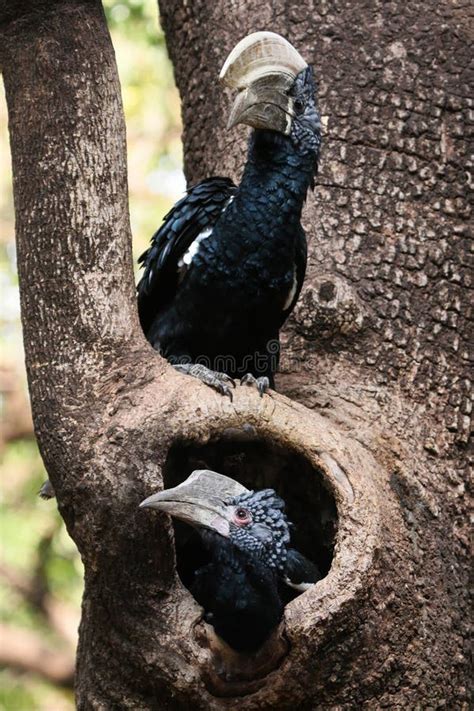 Hornbill and baby stock photo. Image of tanzania, manyara - 21023656