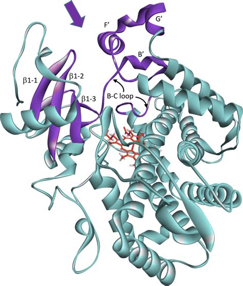 The Ribbon Diagram Of Cyp2d6 With Secondary Structures That Form The