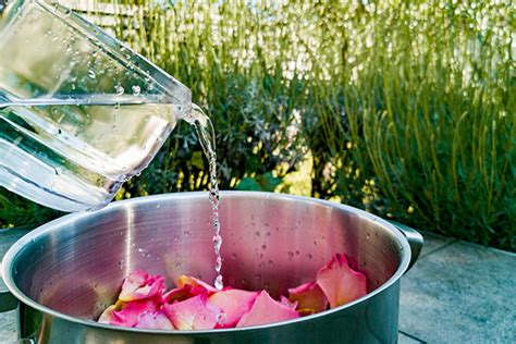 Agua De Rosas Casera Conoce Sus Beneficios Y Aprende A Prepararla