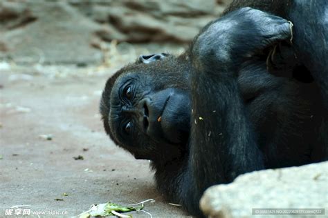 猩猩摄影图 野生动物 生物世界 摄影图库 昵图网nipic