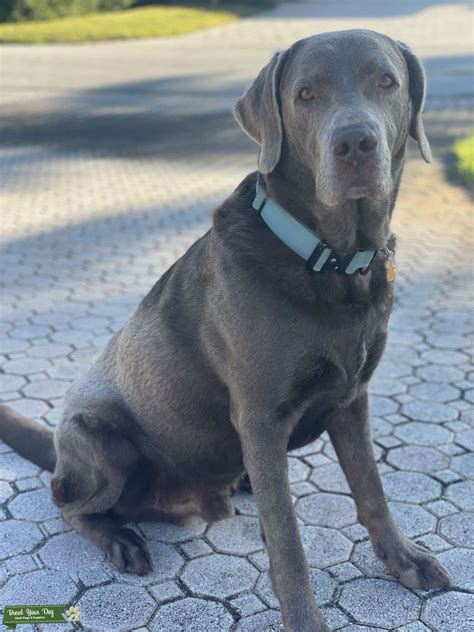 Silver labrador - Stud Dog in Florida, the United States | Breed Your Dog