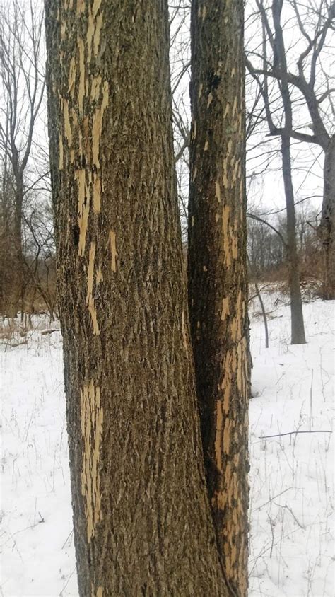 How to Identify Emerald Ash Borer Damage - Birds and Blooms