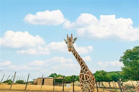 Premium Photo | Closeup of giraffe