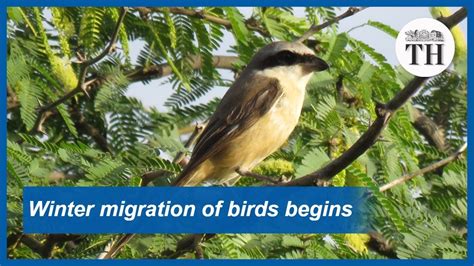 Watch: Winter Migration of Birds Begins