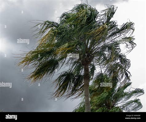 Blowing Trees In A Storm Rain Hi Res Stock Photography And Images Alamy