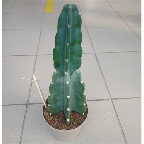 Кактус (Cactus cereus) Купить в Симферополе | Садовый центр Фрея, Крым