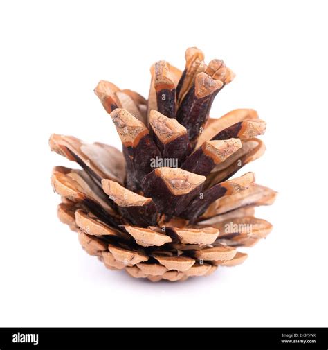 Dry Pine Cone Isolated On White Background Stock Photo Alamy