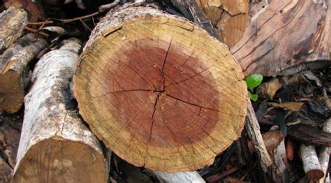 Tipos De Madeira De Lei Do Brasil Lei Partilha