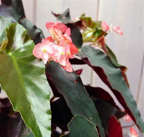 Begonia Angel Wing Torch”