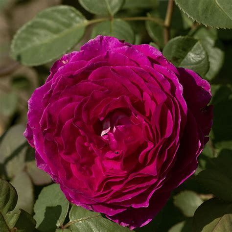 роза 'Orient' - FLORAL