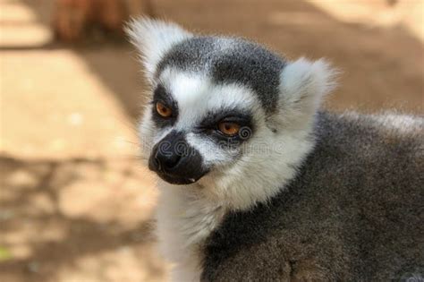 Sad Fluffy Lemur in the Shade of the Trees Stock Image - Image of monkey, trees: 301805127