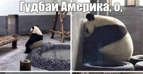 Никаких вам панд | Пикабу