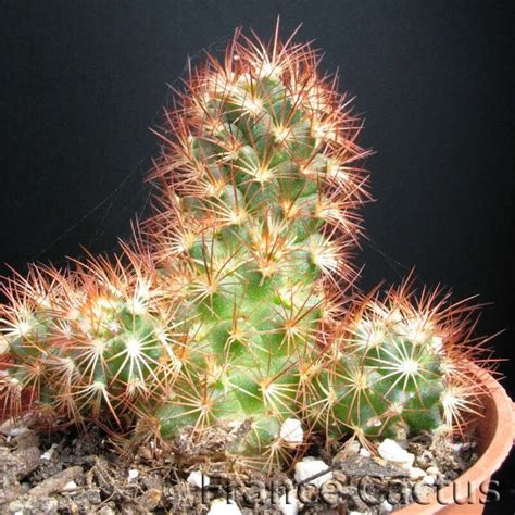 Mammillaria Elongata Rufocrosea En Vente Sur Notre Site France Cactus