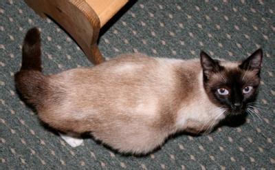 A Pregnant Siamese Cat What To Expect CatsInfo