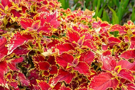 Coleus scutellarioides comúnmente conocido como coleo Foto Premium