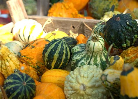 juicy pumpkin fruit vegetables  image
