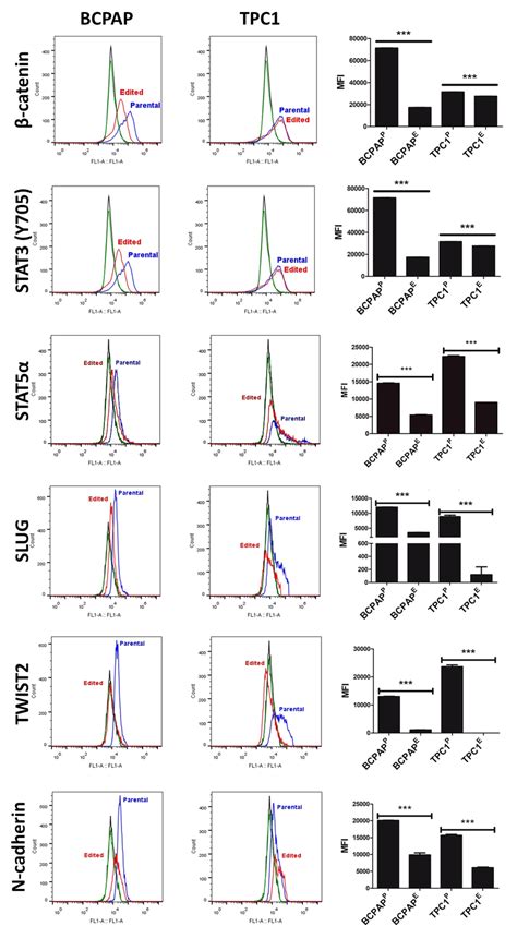 Results of immunodetection of β catenin STAT3 Y705 STAT5α SLUG