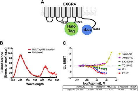 Design And Evaluation Of The Bret Based Intramolecular Cxcr4 Activation Download Scientific