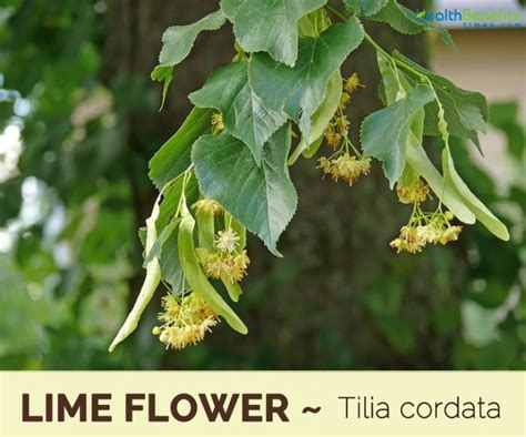 Lime Flower Facts And Health Benefits