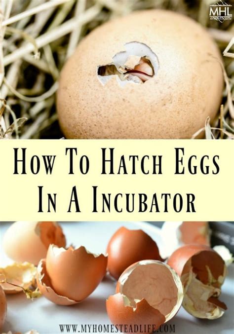 Egg Incubator- How To Hatch Eggs - My Homestead Life