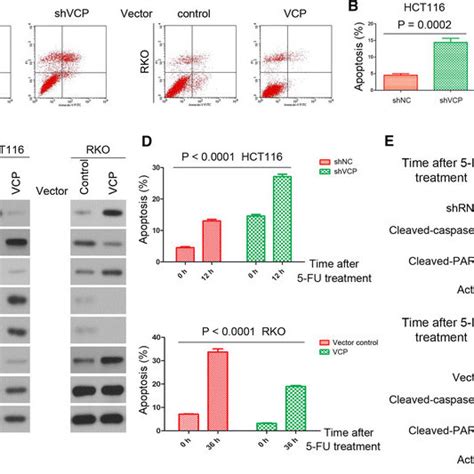 VCP Knockdown Induces Apoptosis In CRC Cells And Promotes 5 FU Induced