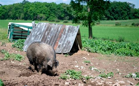 Mulefoot Pig Boar