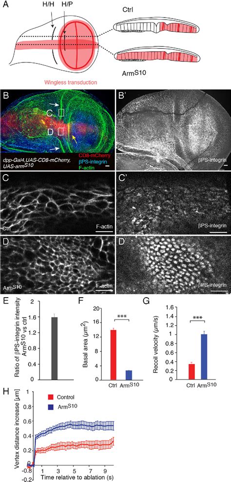 Figure From Wingless Counteracts Epithelial Folding By Increasing