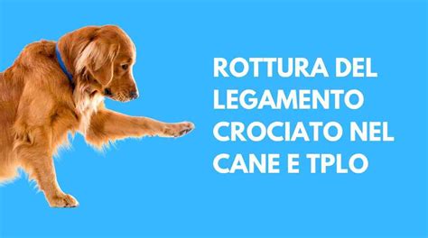 Rottura Del Legamento Crociato Nel Cane E Tplo