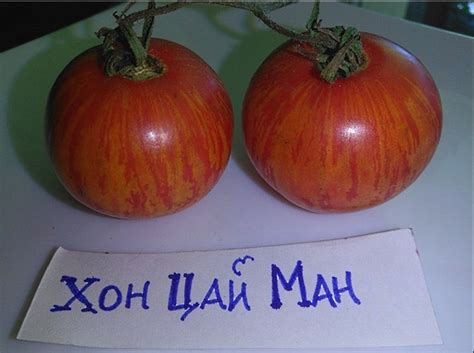 Томат Хон Цай Ман Рас, Китай, 5 семян | Дачная Коллекция
