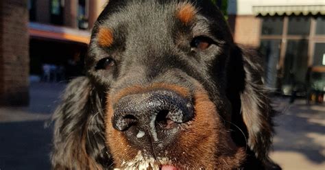 Cuccioli Di Setter Gordon Carattere E Cosa Occorre Sapere