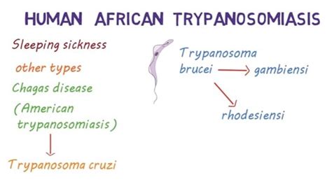 Human African Trypanosomiasis Sleeping Sickness