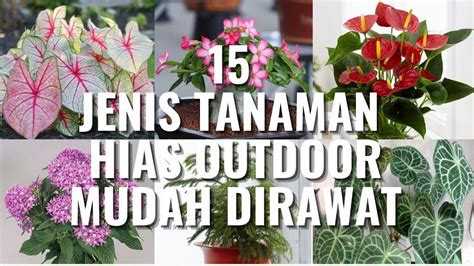 15 Jenis Tanaman Hias Daun Outdoor Yang Mudah Dirawat Youtube