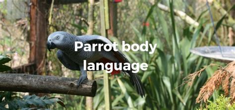 Understanding Your Parrots Body Language Exoticdirect Body Language