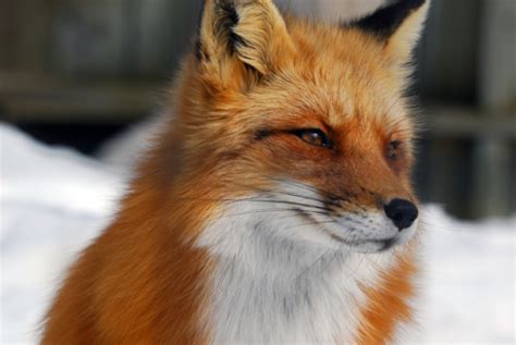 Red foxes. - Fox Photo (28337610) - Fanpop