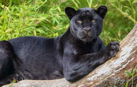 Black Panther, Jaguar wallpaper | animals | Wallpaper Better